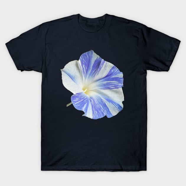 Good Morning, Morning Glory T-Shirt by Betty500_B